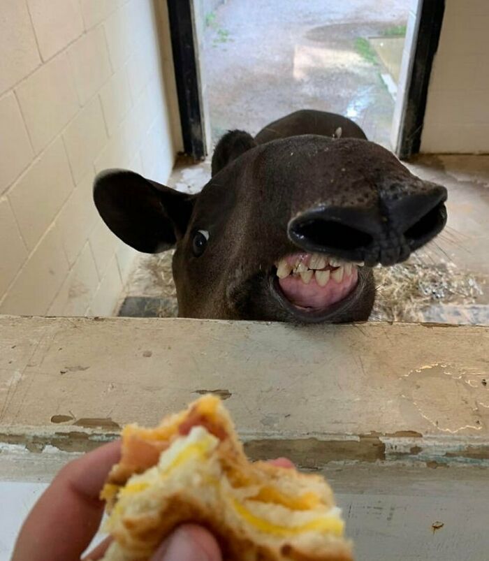 Funny animal photo of a tapir showing teeth near a sandwich