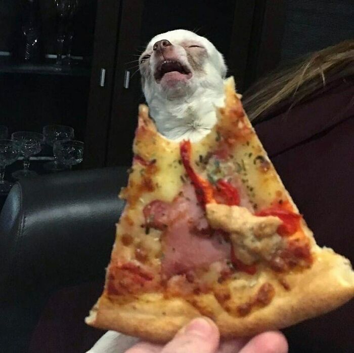 Comical dog reacting to pizza slice held near its face