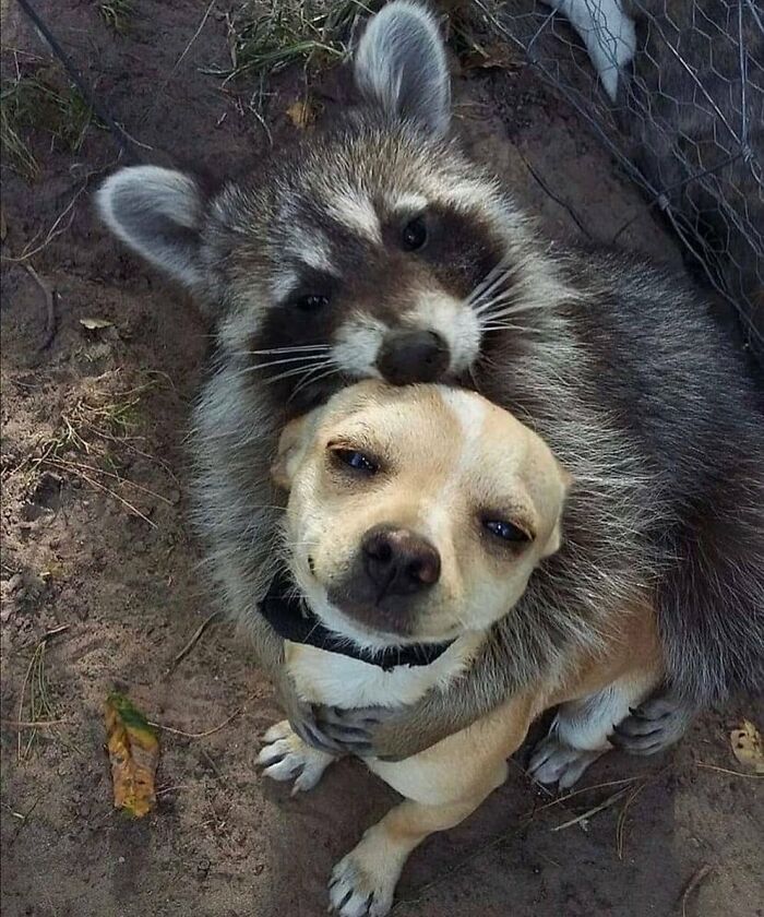 Raccoon hugging a small dog in a playful moment