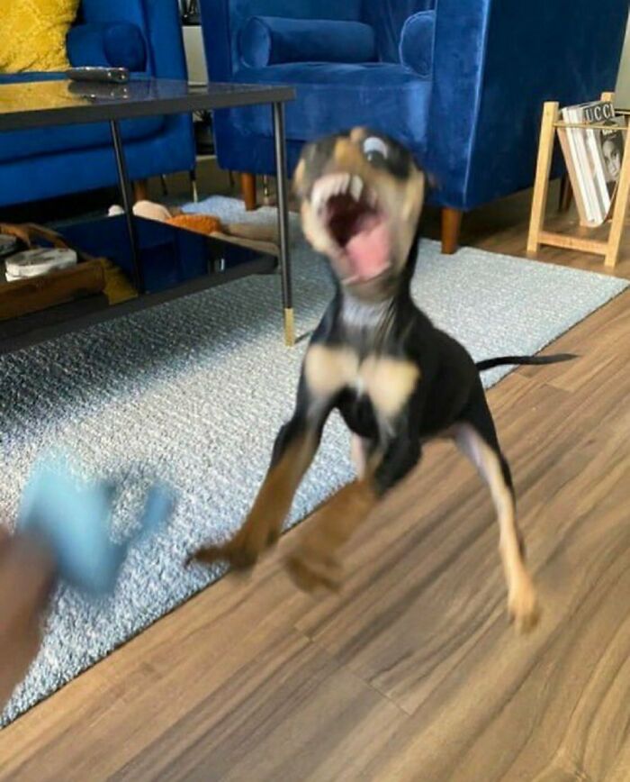 Blurry excited dog jumping indoors in silly animal pictures