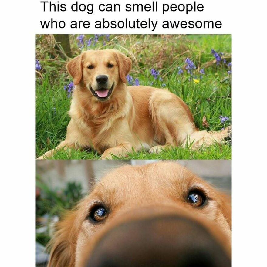 Cute dog meme about smelling absolutely awesome people