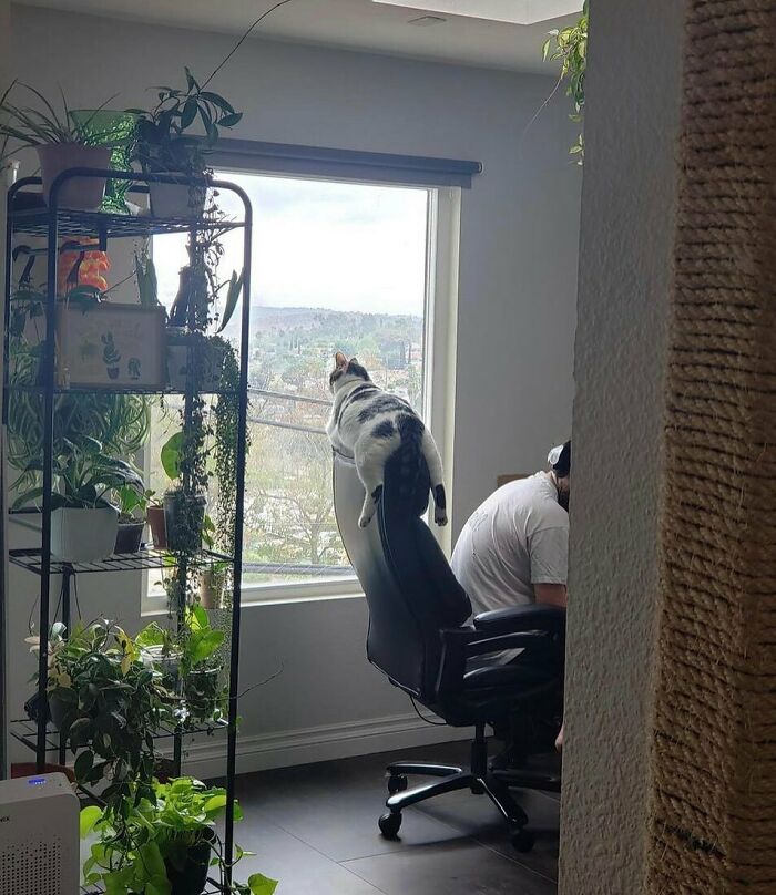 Cat lounging on office chair backrest by window in indoor plant-filled room silly animal picture