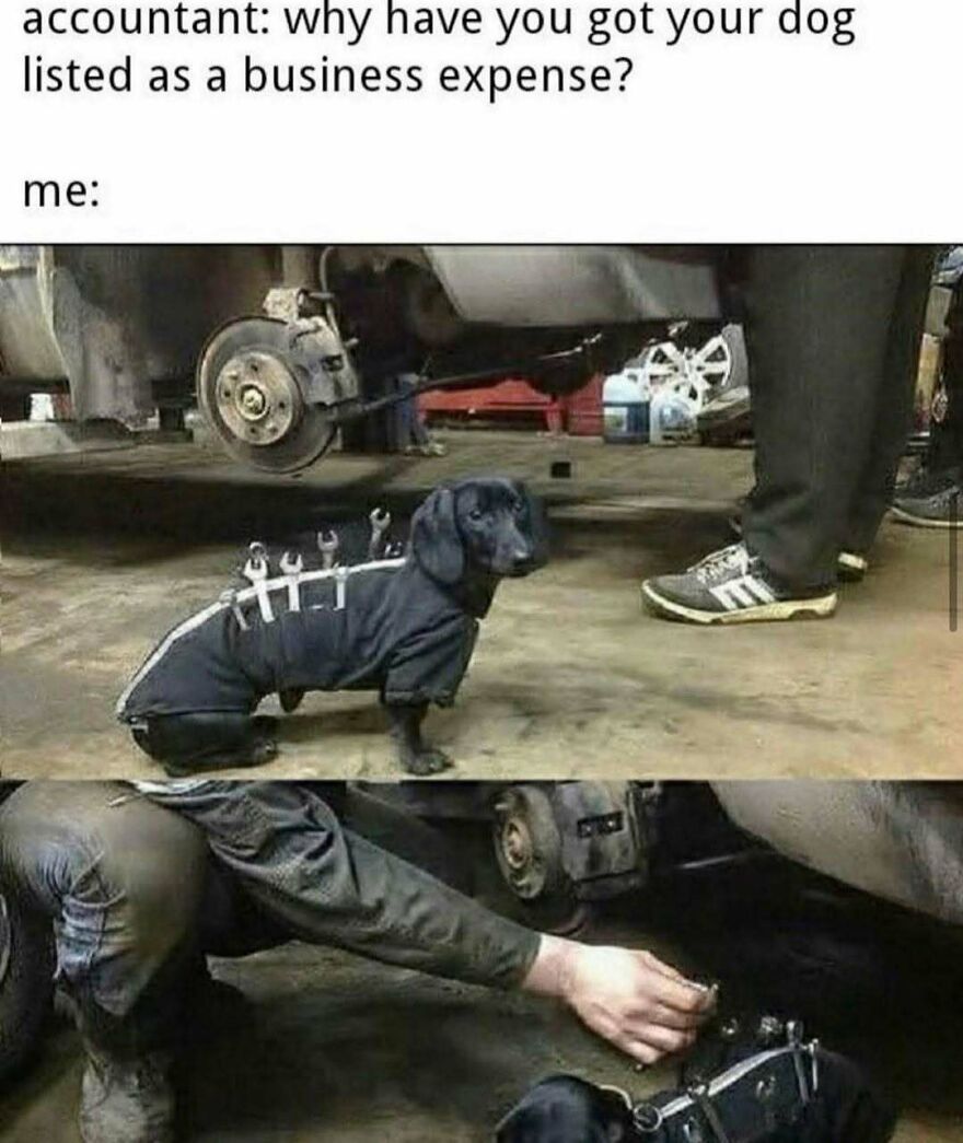 Dachshund dressed as mechanic with tools on back funny memes
