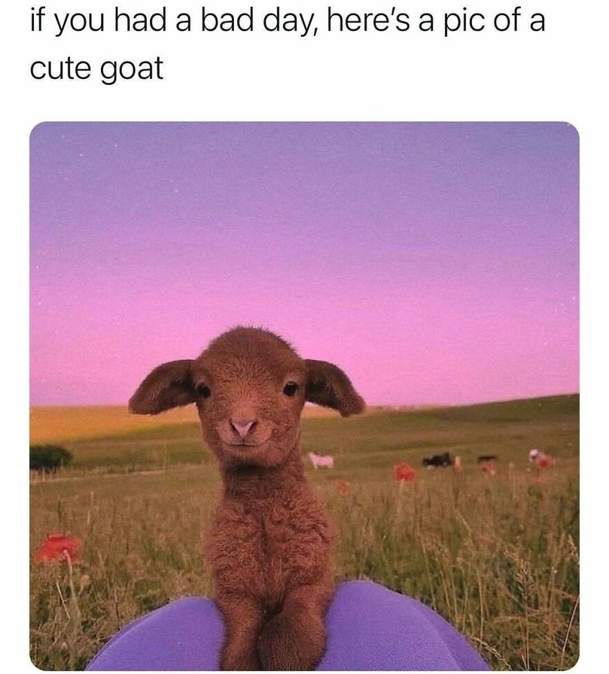 Cute goat standing in a field at sunset with purple sky funny memes