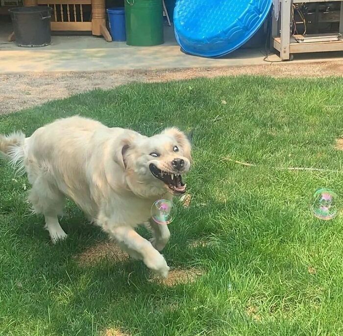 Golden retriever dog making a goofy face chasing bubbles in a silly animal photo