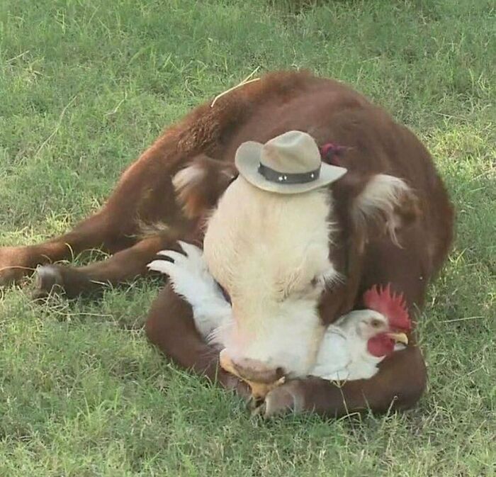 Silly animal picture of a cow wearing a hat hugging a chicken in the grass