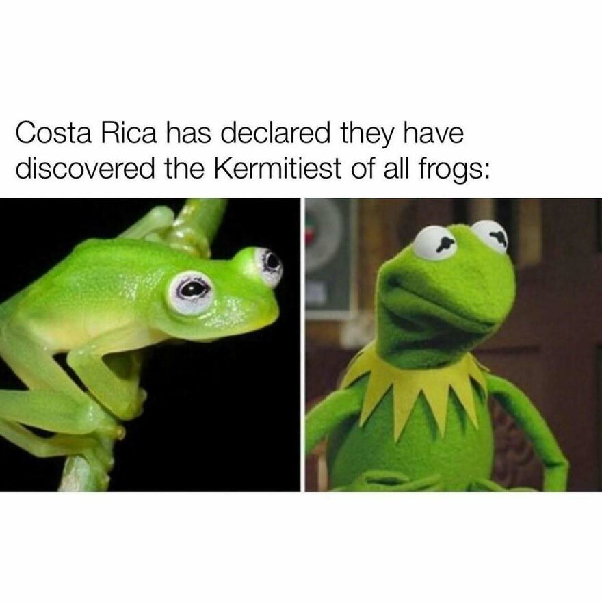 Comparison of a frog and Kermit the Frog highlighting frog humor