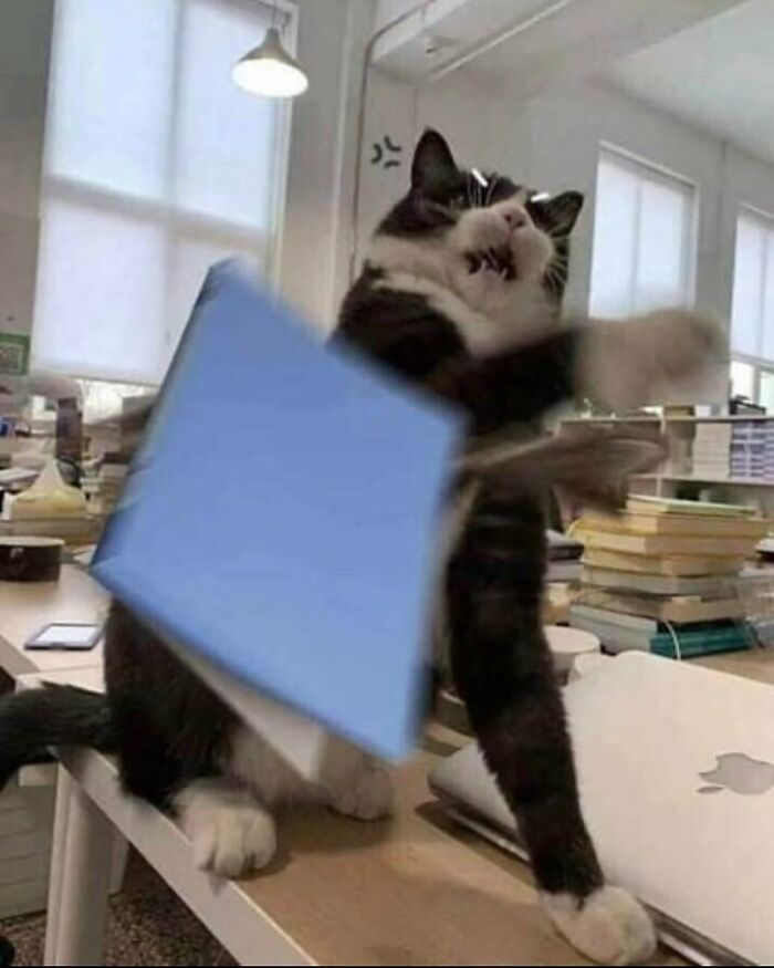 Silly cat playfully swatting a blue book on a cluttered desk