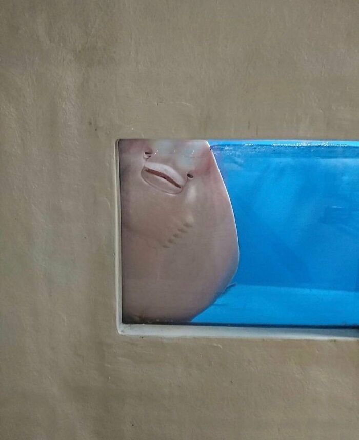 Quirky stingray face pressed against aquarium glass