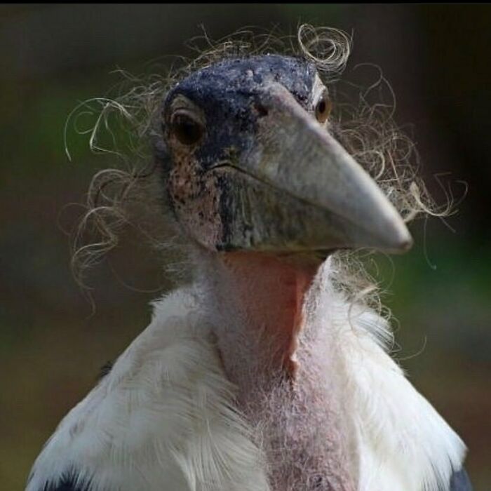 Close-up of funny bird with curly feathers on head
