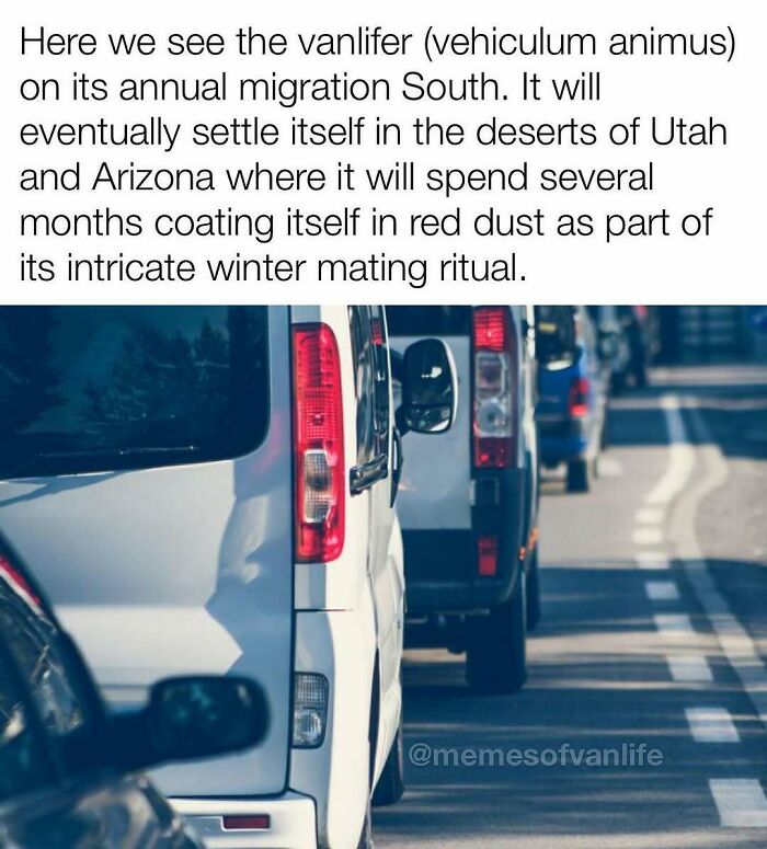 A line of white vans on a road, resembling a migration. This meme highlights the reality of living out of a van, or homelessness.