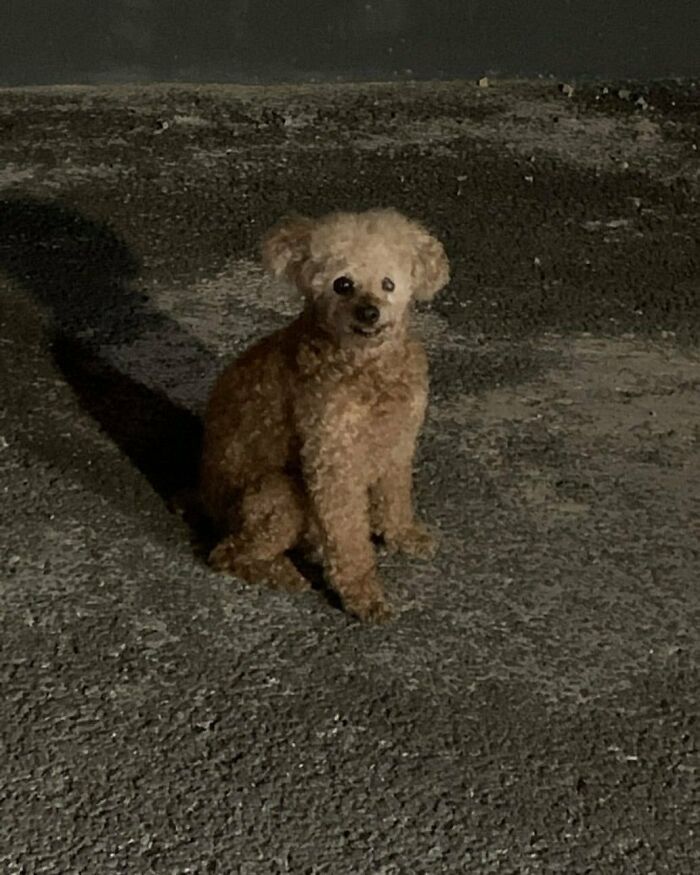 Small brown dog sitting on dark asphalt at night