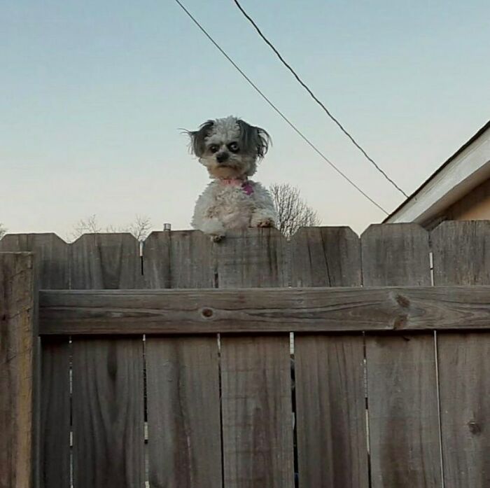 Small dog peeking over wooden fence with clear sky background