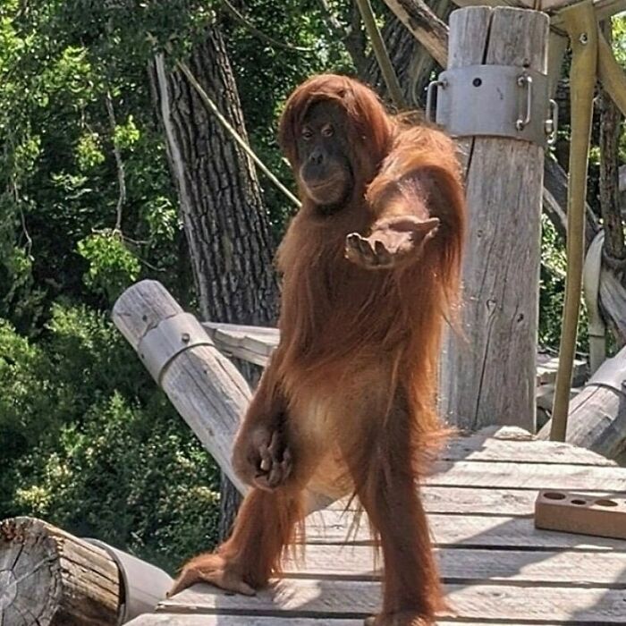 Orangutan reaching out with hand on wooden zoo enclosure