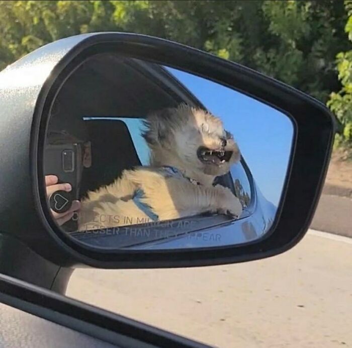 Dog enjoying wind from a car window reflected in side mirror in silly animal pictures