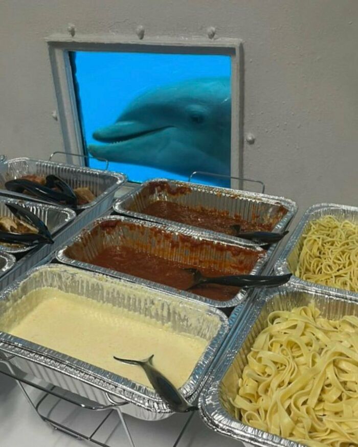 Dolphin looking through window at pasta buffet trays with various sauces