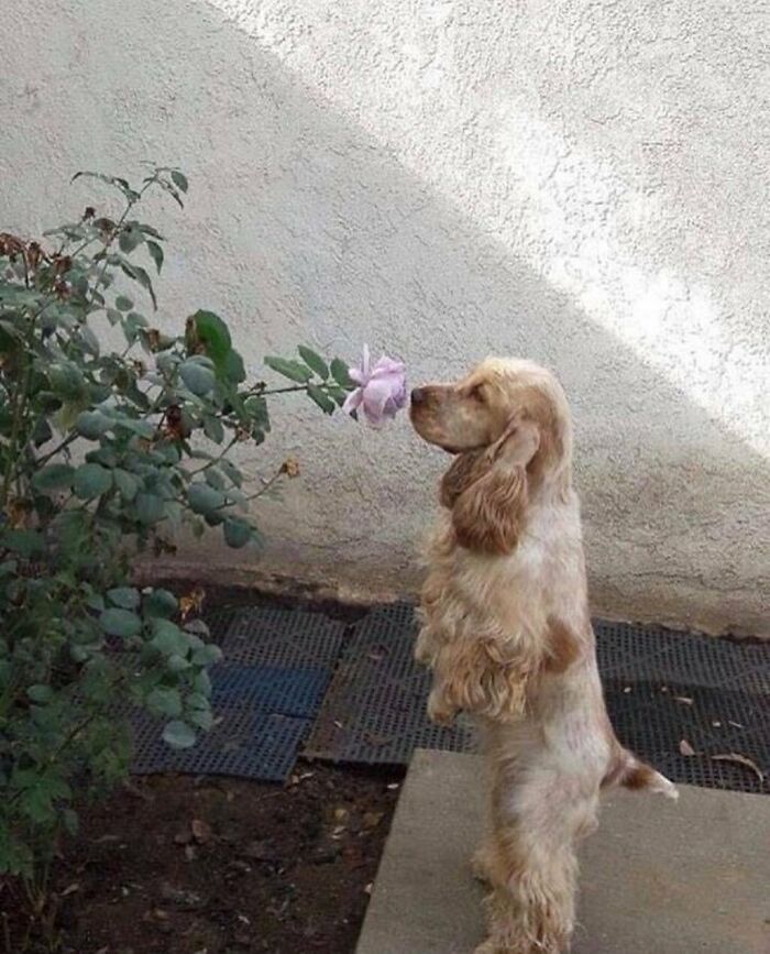Cute dog standing on hind legs smelling a blooming rose flower