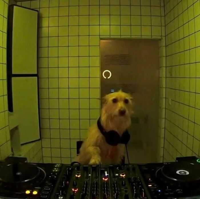 Silly animal picture of dog acting as a DJ with headphones in a tiled room