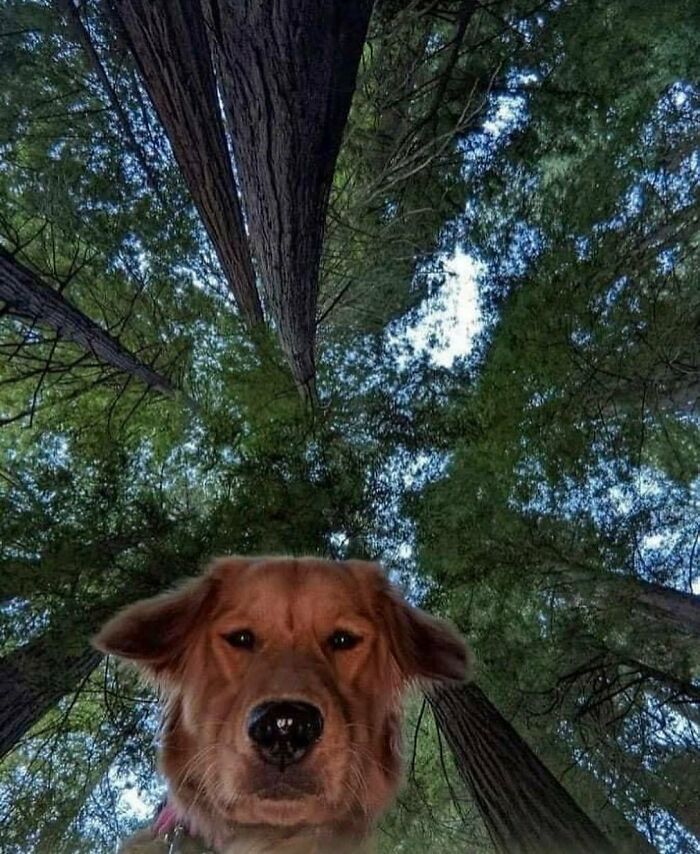 Golden retriever dog looking up surrounded by tall trees