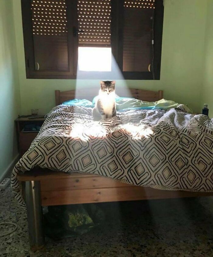 Cat sitting on bed in a beam of light from a window