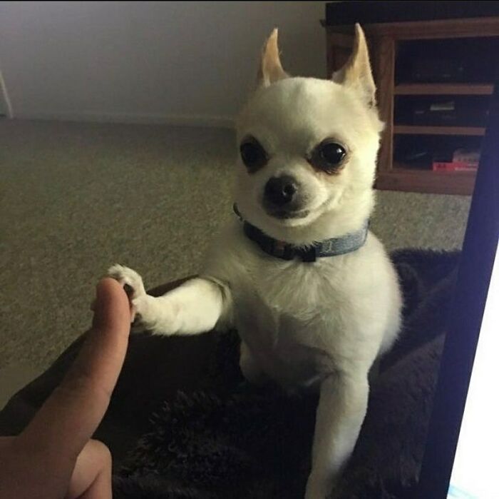 Chihuahua dog giving a high five to a human finger in silly animal pictures