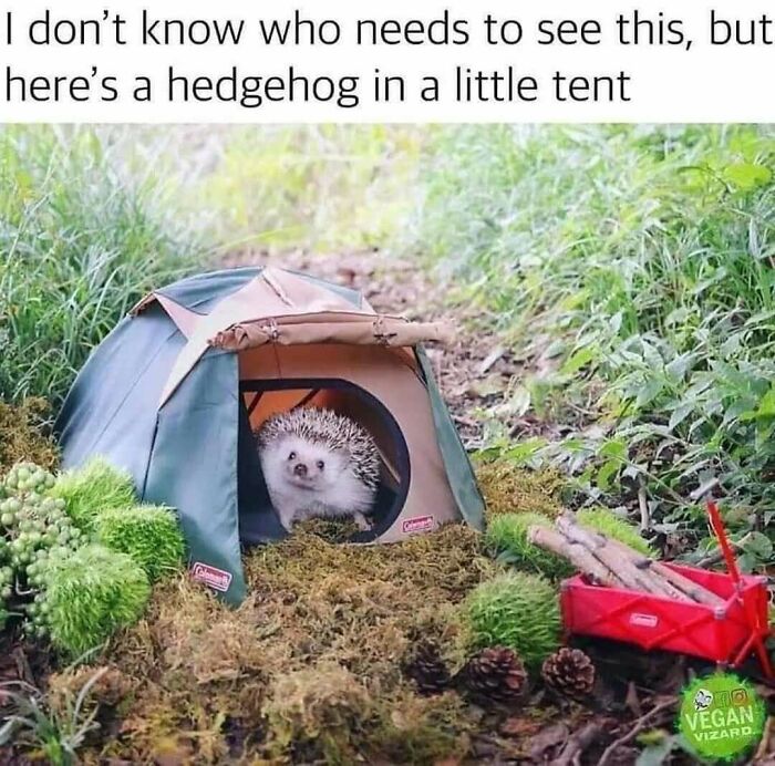 Hedgehog in a miniature camping tent in outdoors nature meme