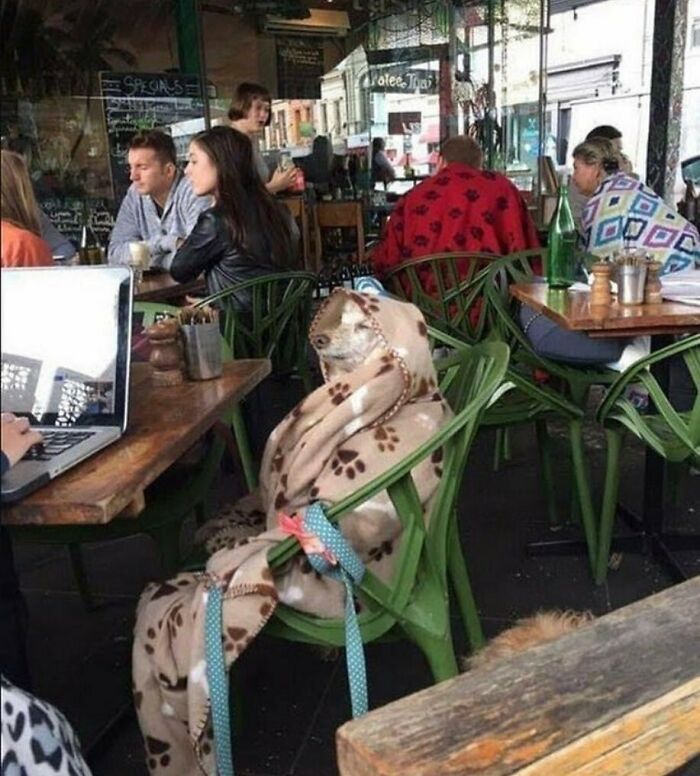 Dog wrapped in a paw-print blanket sitting on a green chair in a cafe in silly animal pictures