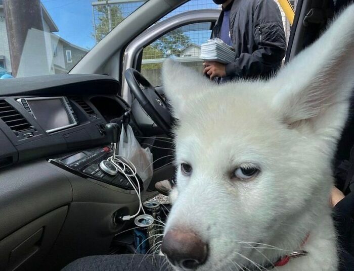 White dog inside car with a person holding papers in the background