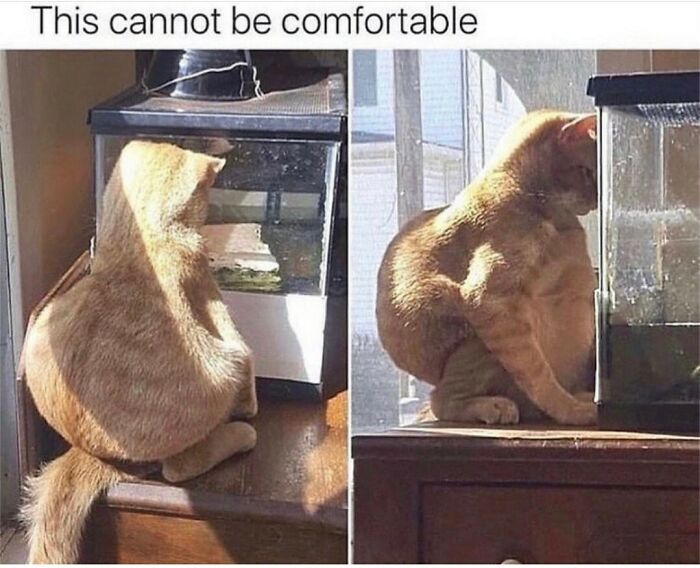Cat sitting uncomfortably with its head pressed against glass in funny random meme