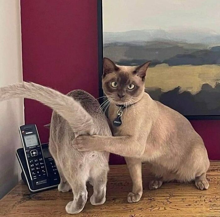 Cat holding another cat's tail on wooden table