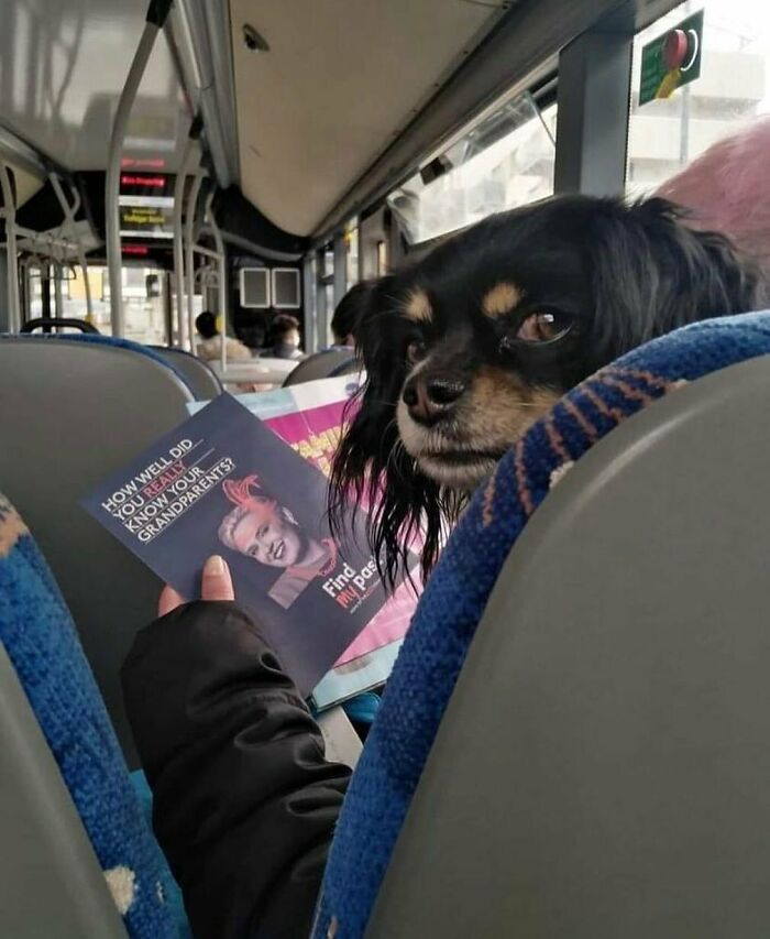 Dog looking back from bus seat with person holding magazine silly animal picture
