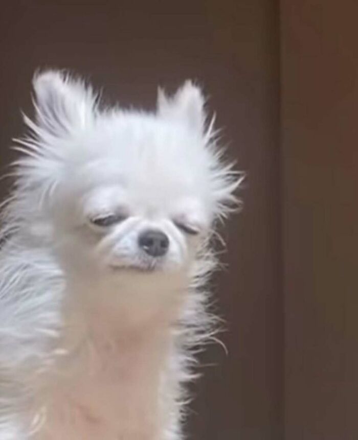Small white dog with messy fur and closed eyes indoors