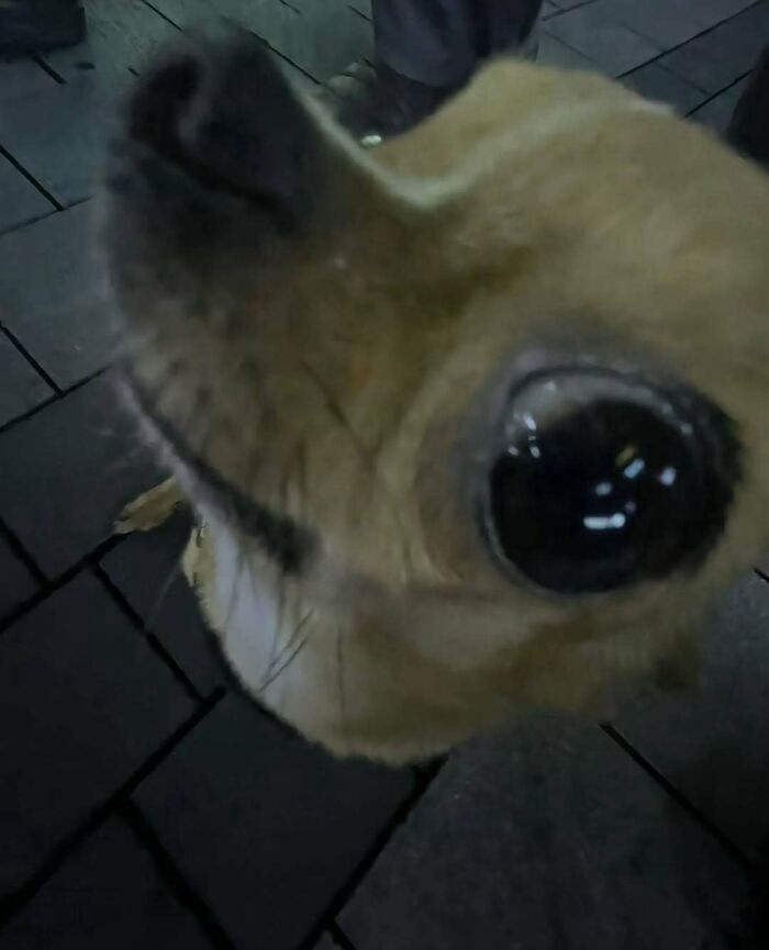 Close-up silly animal photo of camel looking at camera