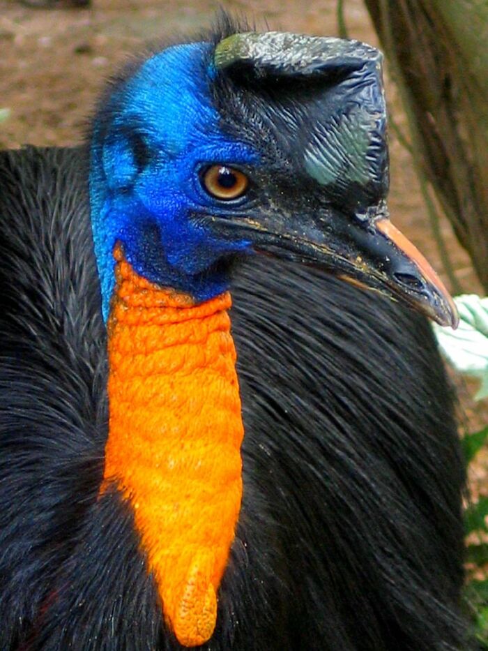 Australia