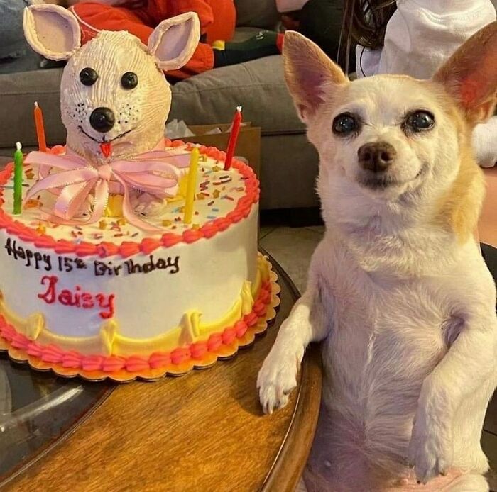 Silly animal birthday cake with dog face and small dog sitting next to it