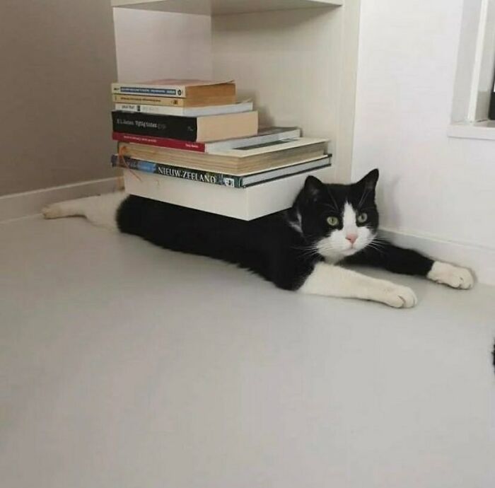 Black and white cat flattened under a stack of books in a silly animal picture