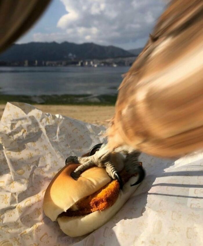 Bird swooping down to grab sandwich with claws on beach with water and mountains silly animal picture