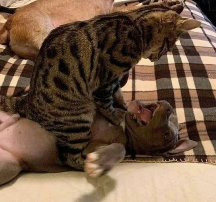 Playful cat sitting on a dog lying on a checkered blanket