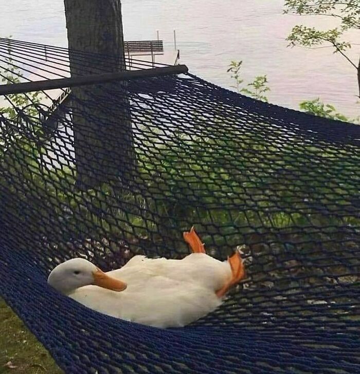 Silly animal picture of duck relaxing in hammock near lake