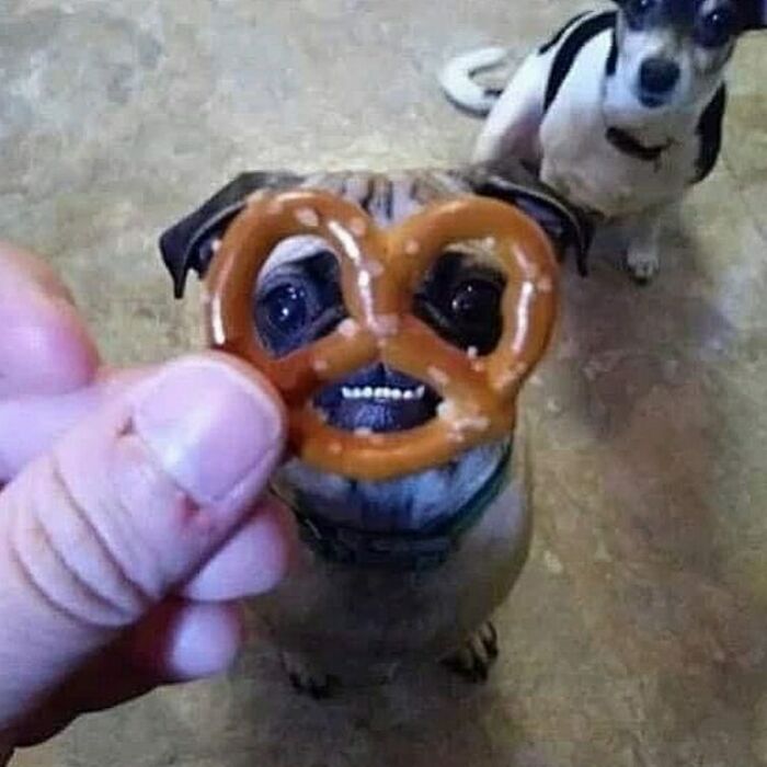 Silly animal picture of a dog seen through a pretzel held in front of its face