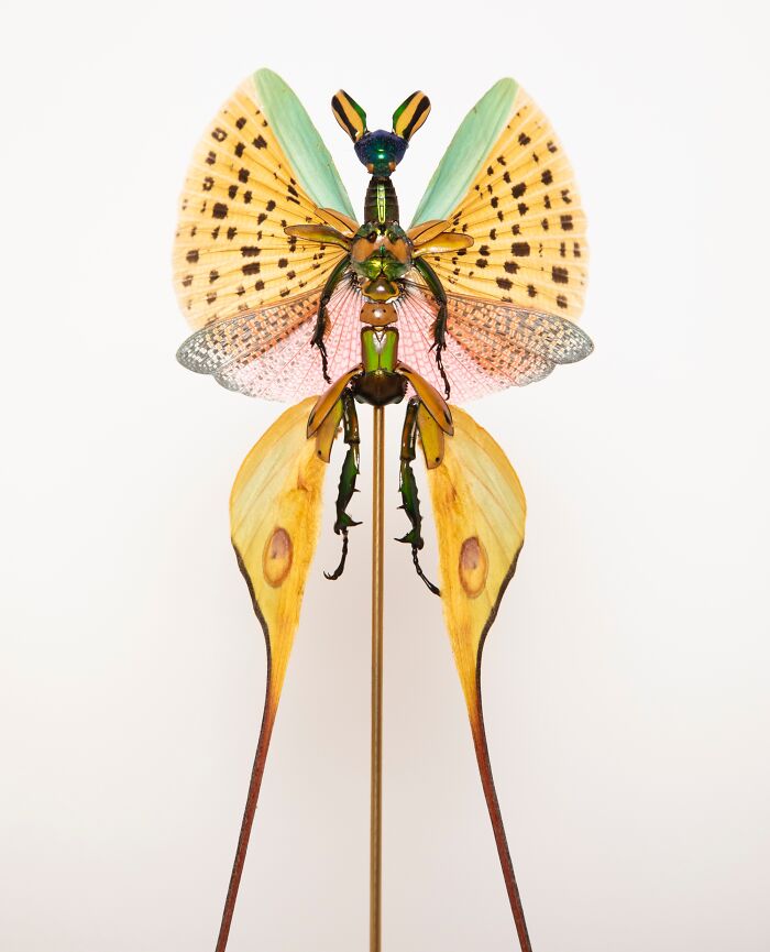 Here Are 18 Surreal Bug Fairies Made From Dead Insects Made By This Amsterdam-Based Artist