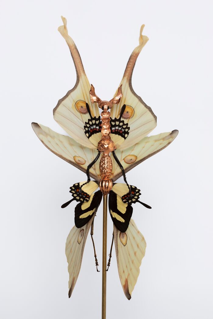 Here Are 18 Surreal Bug Fairies Made From Dead Insects Made By This Amsterdam-Based Artist