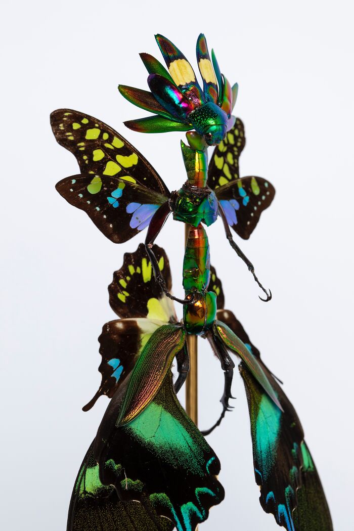 Here Are 18 Surreal Bug Fairies Made From Dead Insects Made By This Amsterdam-Based Artist