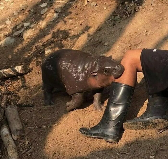 Cute small hippo next to person wearing black boots in silly animal pictures