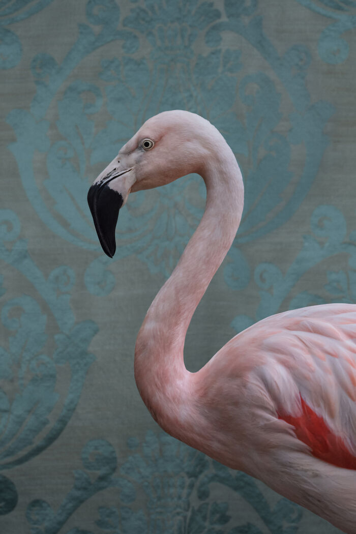 A pale pink flamingo stands in profile against a teal damask background, an elegant bird portrait by Claire Rosen.