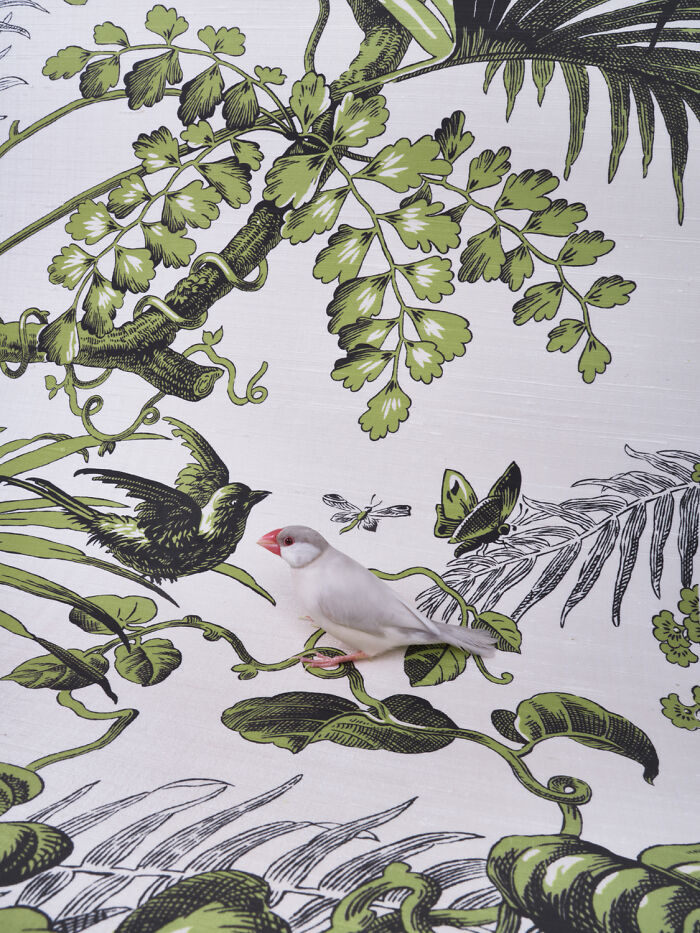 A delicate, pale grey bird portrait with a red beak perches on green illustrative vines and leaves on a white background.