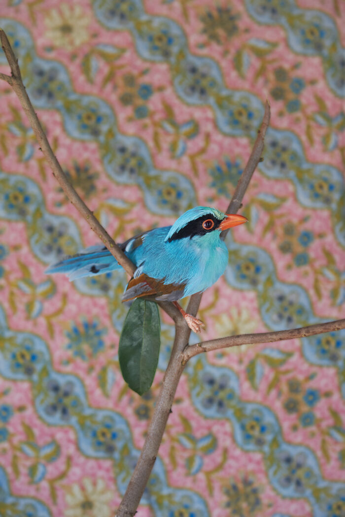 A vivid blue bird with a black mask and orange beak perched on a branch, part of elegant bird portraits.