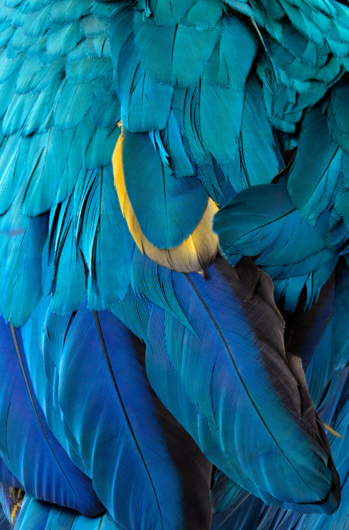 Close-up of vibrant blue, teal, and yellow bird feathers from Claire Rosen's fine art photography series, a beautiful bird portrait.