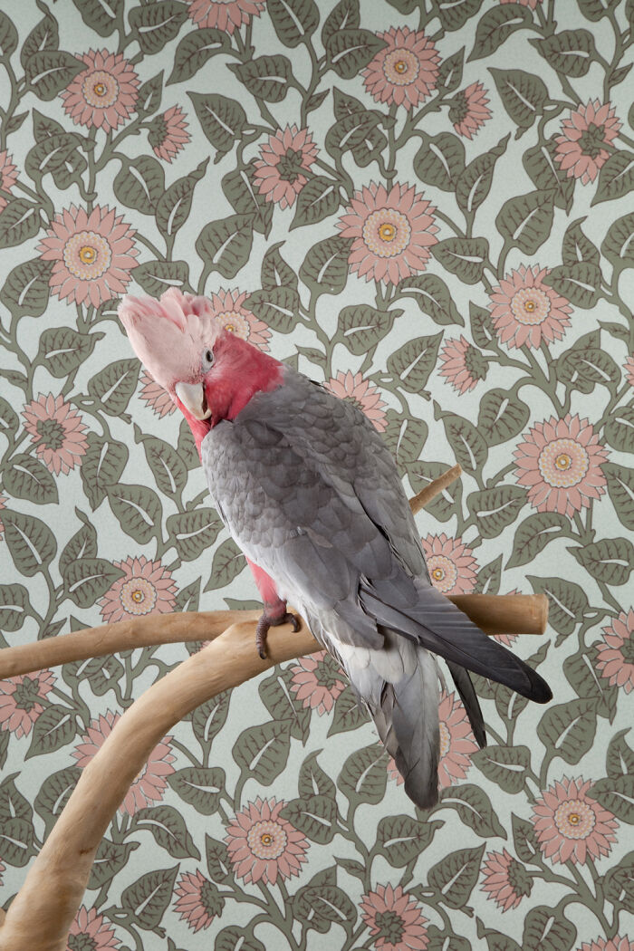 Elegant bird portrait of a Galah cockatoo with pink and grey feathers, perched on a branch against floral wallpaper.