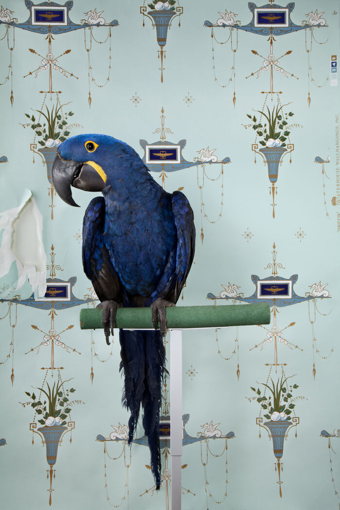A majestic blue macaw perched on a stand, showcasing elegant bird portraits from Claire Rosen's photography series.